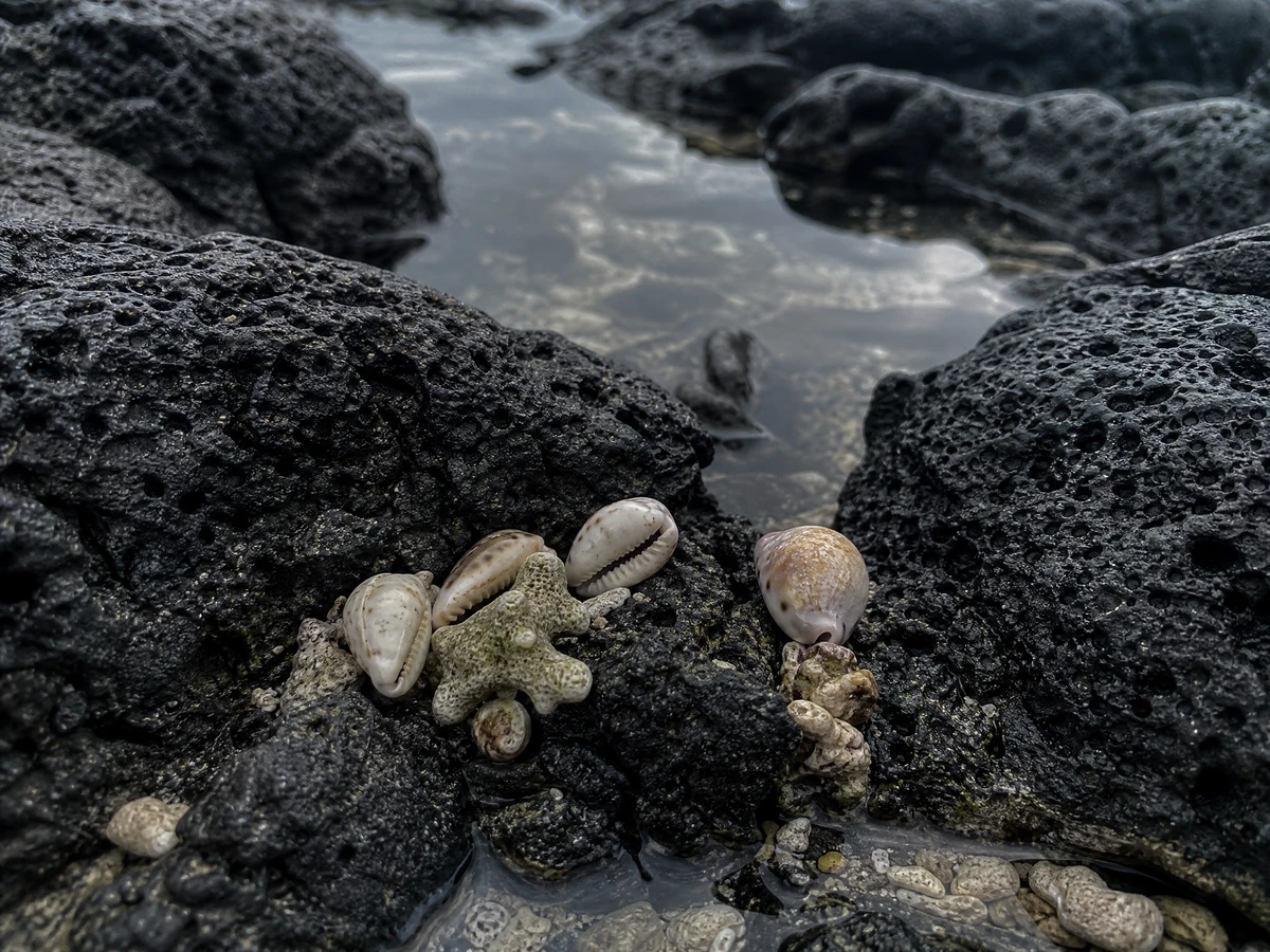 Cowrie shells scattered on wet volcanic stone at the tide line