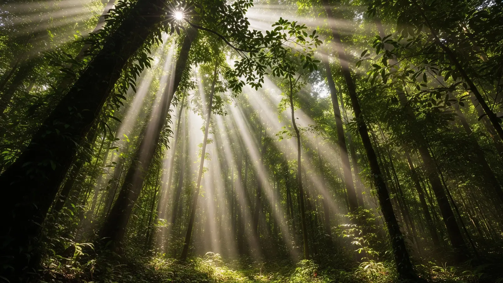 Bamboo forest
